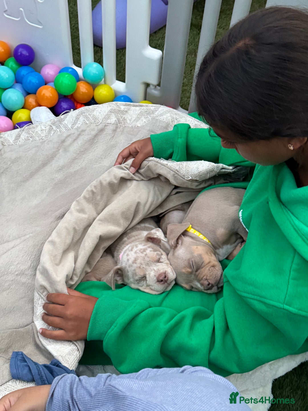 American Bully dogs for sale: FEMALE POCKET BULLY AVAILABLE🤩🏡🩷 - Image 7