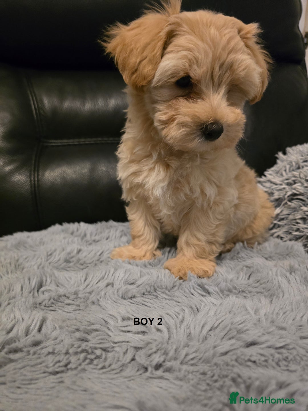 Maltipoo dogs for sale: MALTIPOO PUPPIES FOR SALE - Image 7