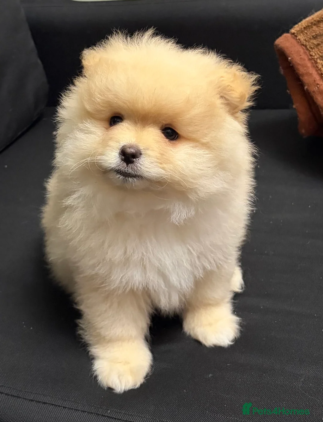 Pomeranian dogs for sale: Pomeranian puppy  - Advert 10