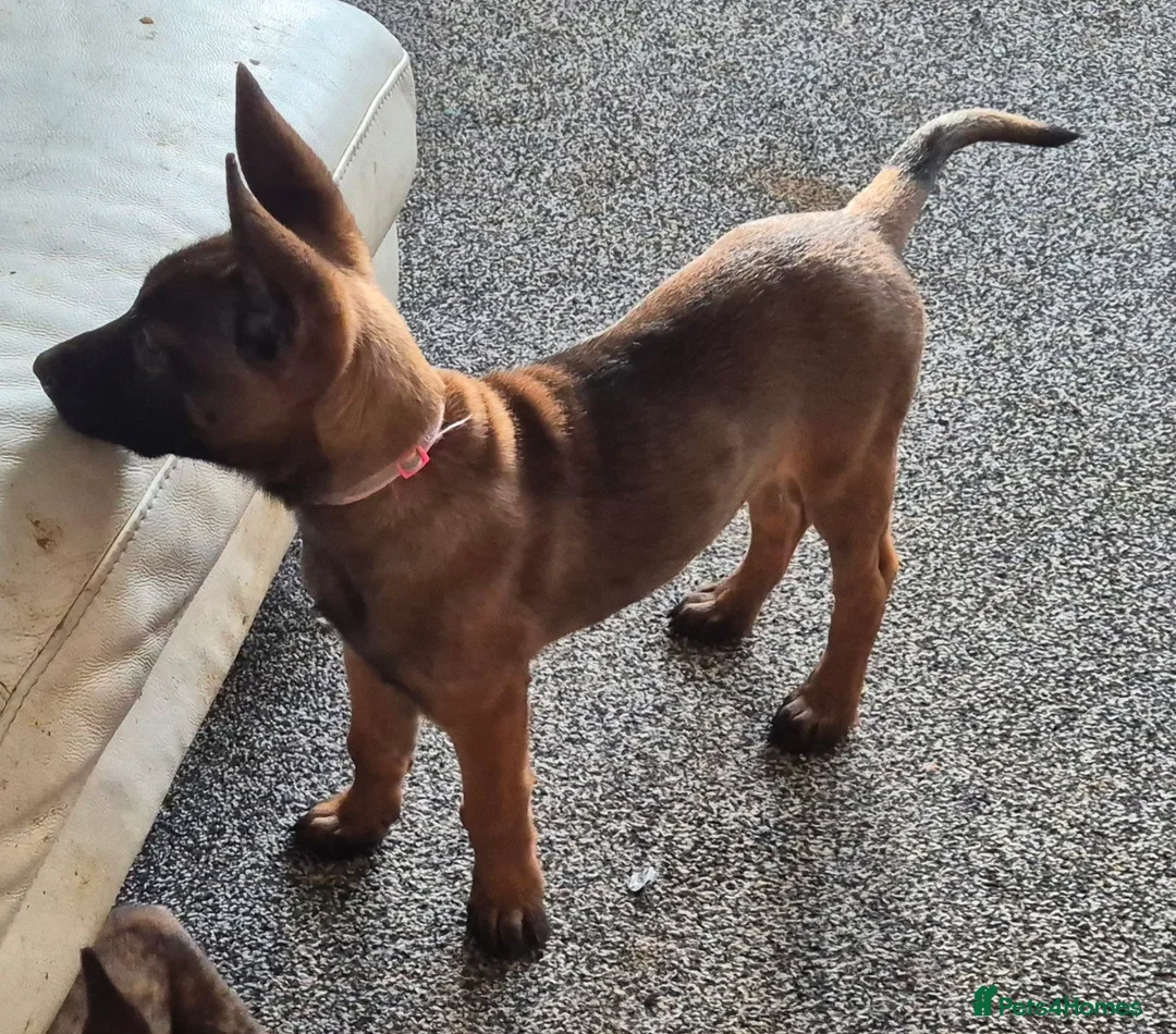 Belgian Shepherd Dog dogs for sale: Belgian Malinois Puppies - Advert 5