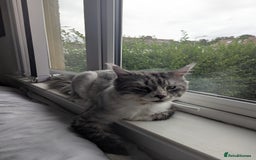 Maine Coon cats for sale: Maine Coon - Image 2