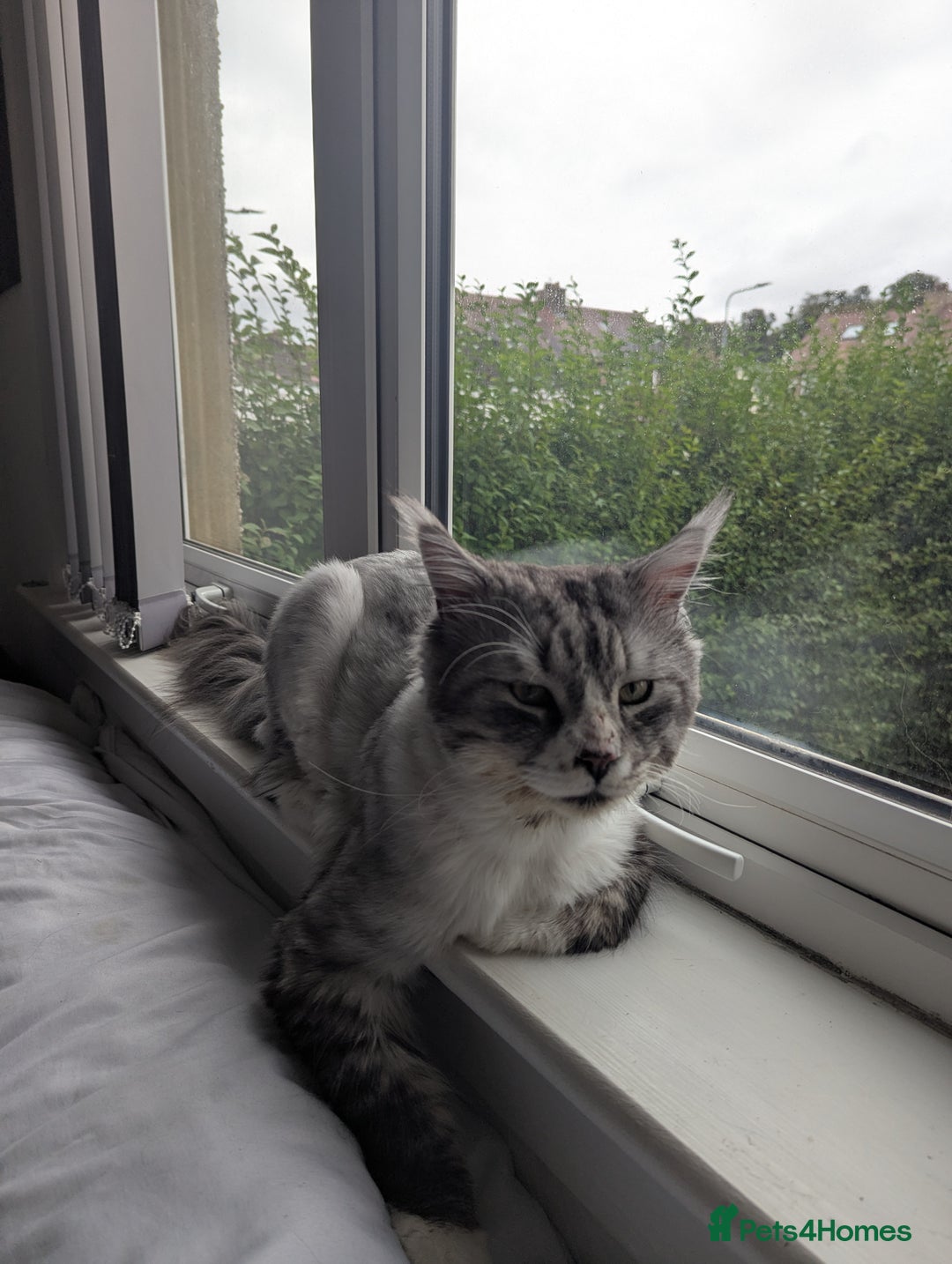 Maine Coon cats for sale: Maine Coon - Image 2