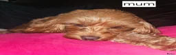 Cavapoo dogs for sale: Tiny toy red cavapoo litter due  - Advert 3
