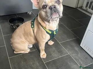 French Bulldog dogs 19 month male French bulldog - Advert 7