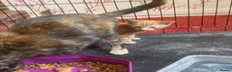 Mixed Breed cats for sale: Glorious Ginger Tom kitten  - Advert 6