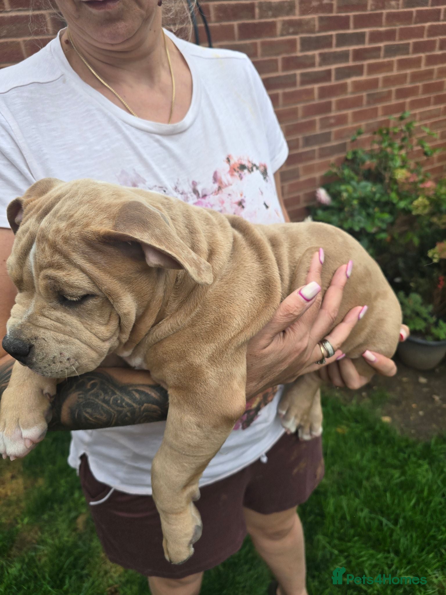 American Bully dogs Champion ABKC Line Bully Pups - Advert 3