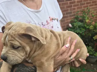 American Bully dogs Champion ABKC Line Bully Pups - Advert 3