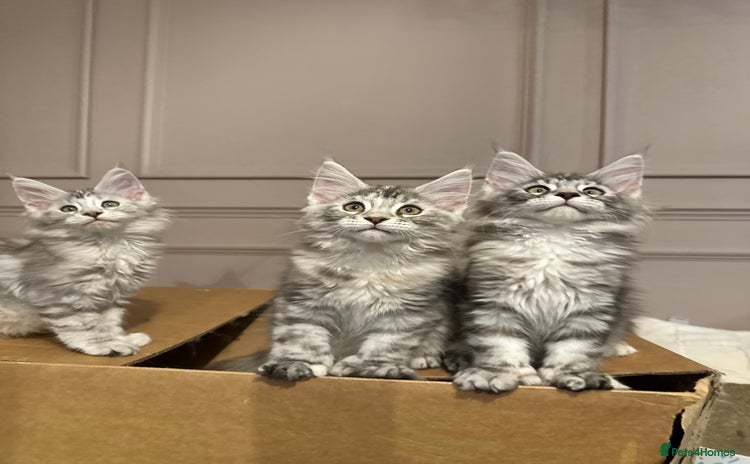 Maine Coon cats - Advert 1
