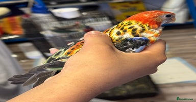 Parrots birds - Advert 8