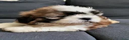 Shih Tzu dogs for sale: Shih tzu puppies for sale  - Advert 12