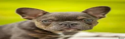 French Bulldog dogs for sale: FRENCH BULLDOG WITH FLUFFY &CURLY (C2) - Advert 4