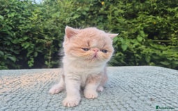 Persian cats for sale: 🏆champion sired persian and exotics kittens😸 ♥️  - Image 25