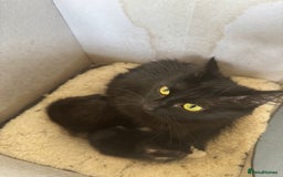 British Longhair cats for sale: Kittens  - Image 5