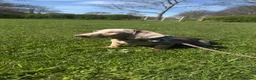 Dachshund dogs for sale: 8 month old Dachshund  in Liverpool - Advert 4