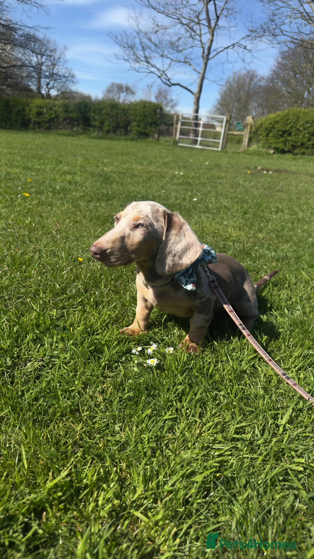 Dachshund dogs for sale: 8 month old Dachshund  in Liverpool - Advert 4