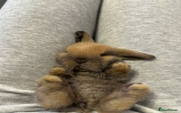 Mini Lop rabbits for sale: Pure mini lops  - Image 7