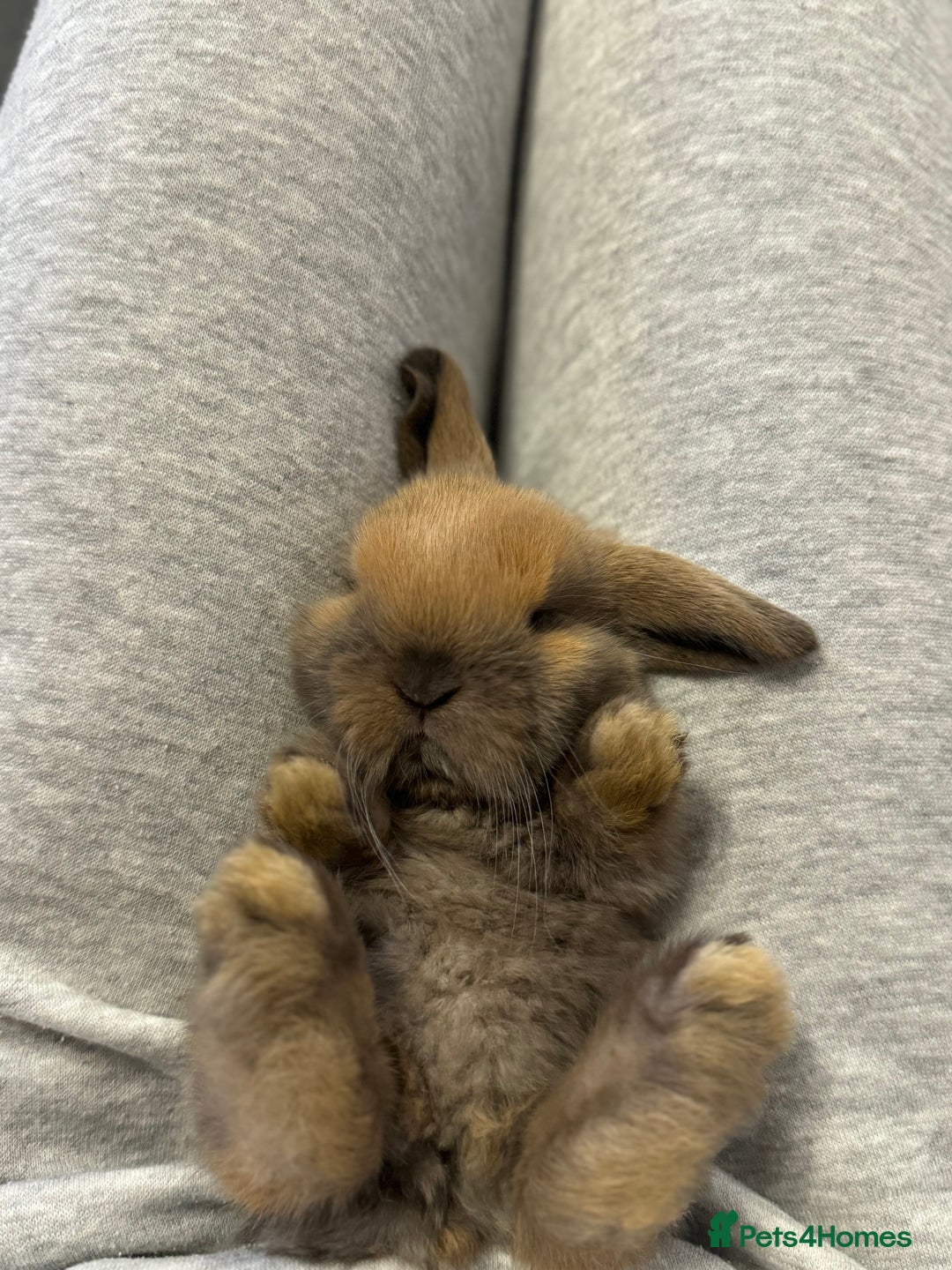 Mini Lop rabbits for sale: Pure mini lops  - Image 7