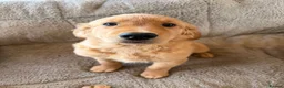 Golden Retriever dogs for sale: Ready for their new homes - Advert 11