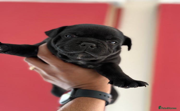 Staffordshire Bull Terrier dogs - Advert 12