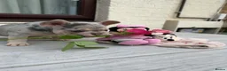 French Bulldog dogs for sale: French Bull Dog Blue And White/Grey - Advert 7