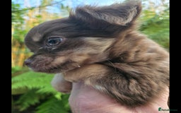 Chihuahua dogs for sale: Chihuahua puppies. - Advert 15