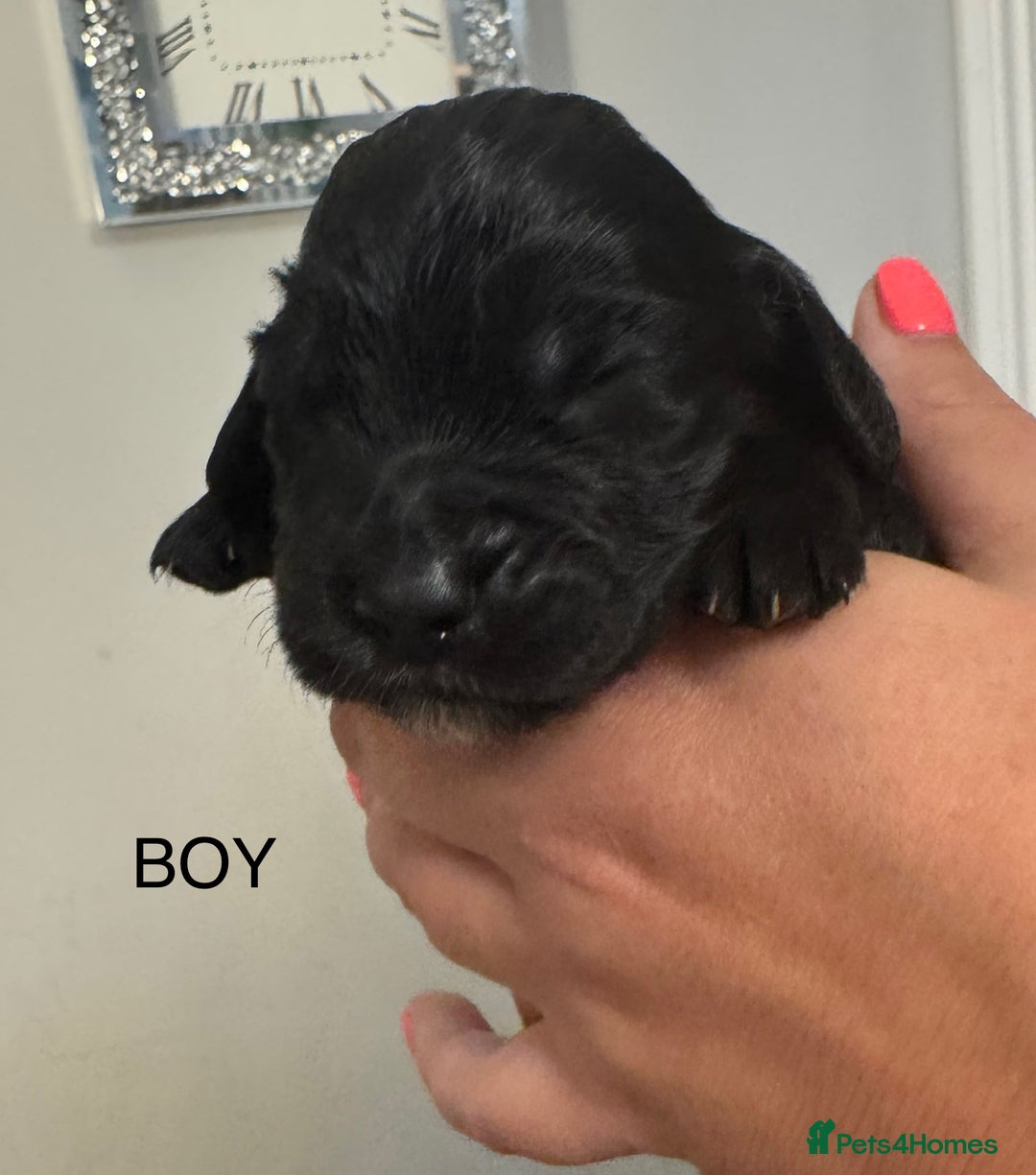 Sprocker dogs for sale: Sprockers - Image 8