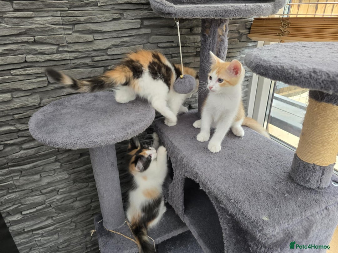Mixed Breed cats for sale: Beautiful kittens - Image 22