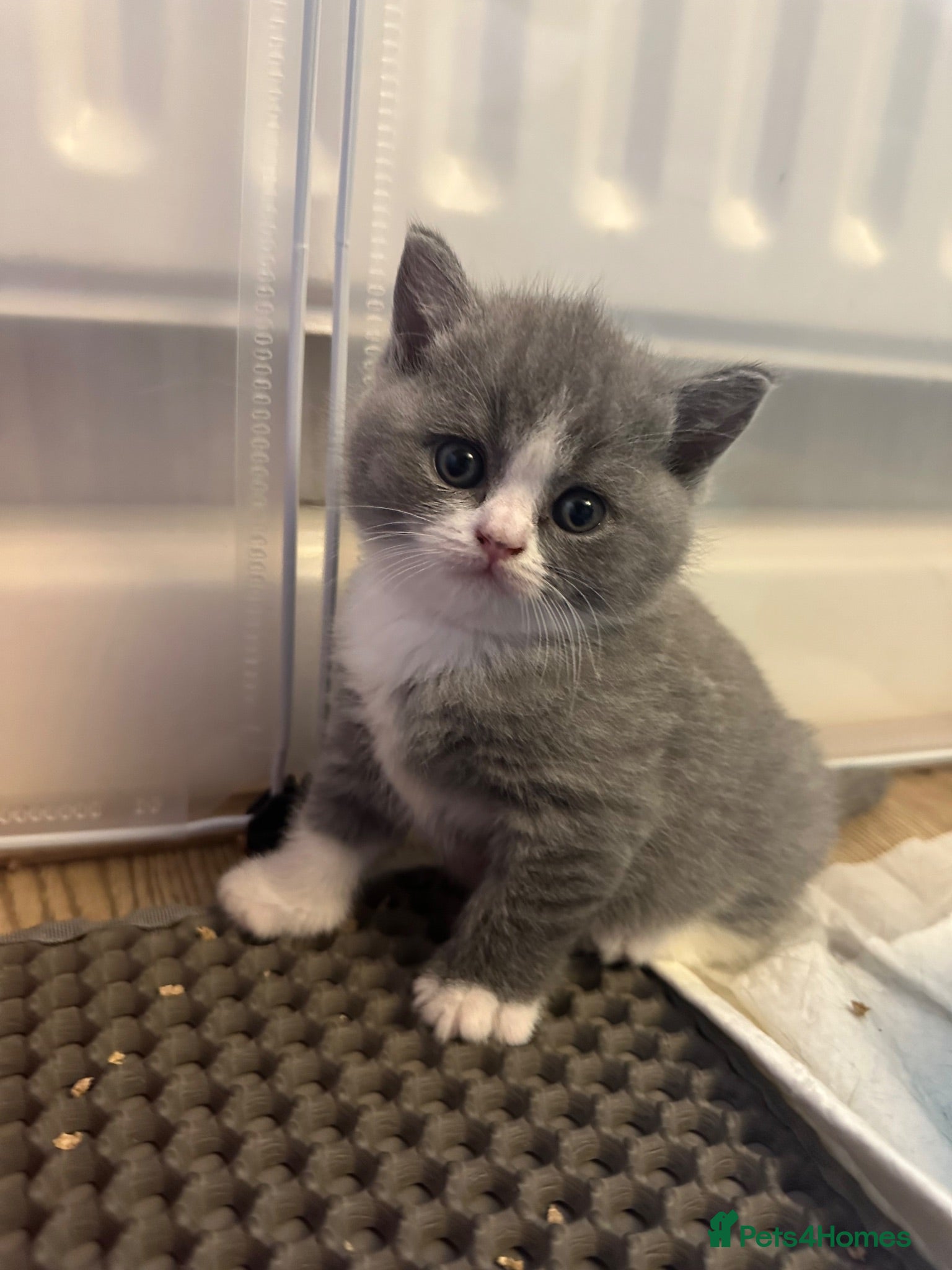 British Shorthair cats Stunning Blue British Shorthair Kittens  - Advert 1