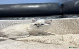 Ragdoll cats for sale: TICA Registered Ragdoll Kitten - Image 2