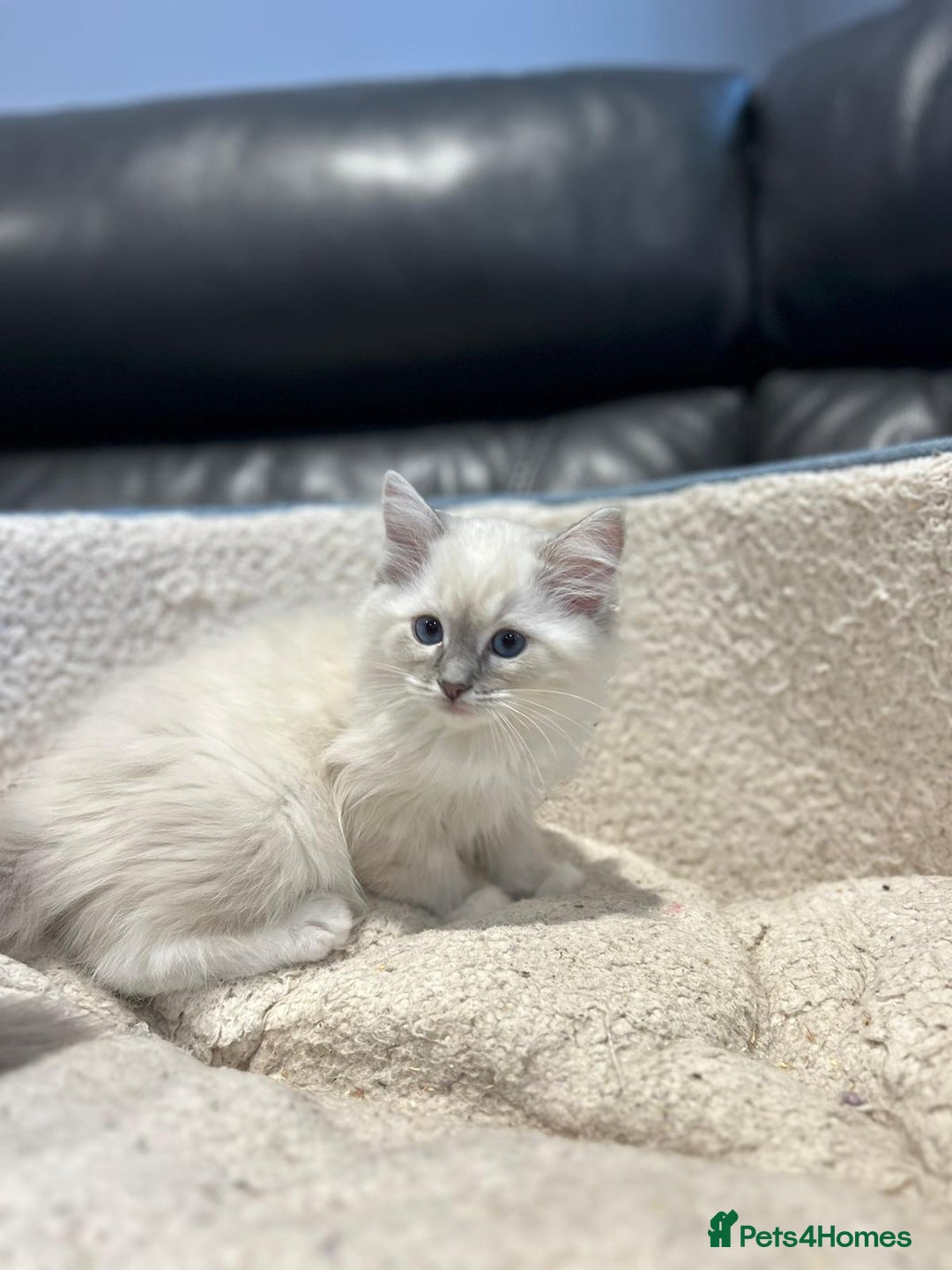 Ragdoll cats for sale: TICA Registered Ragdoll Kitten - Image 2
