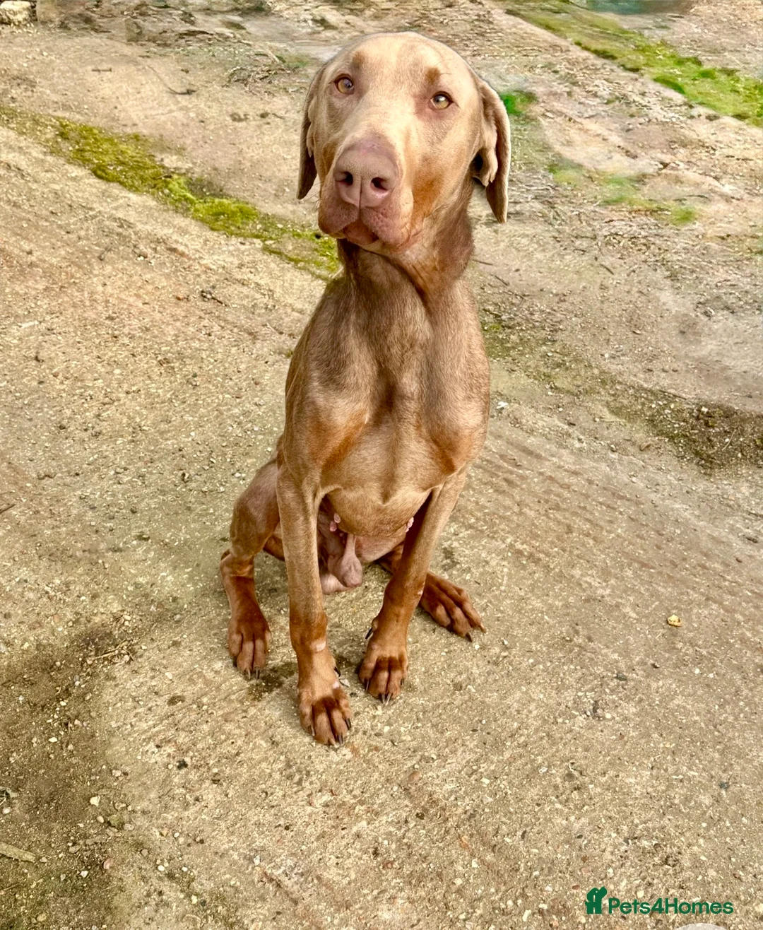 Dobermann dogs for sale: Isabella Doberman - Advert 2