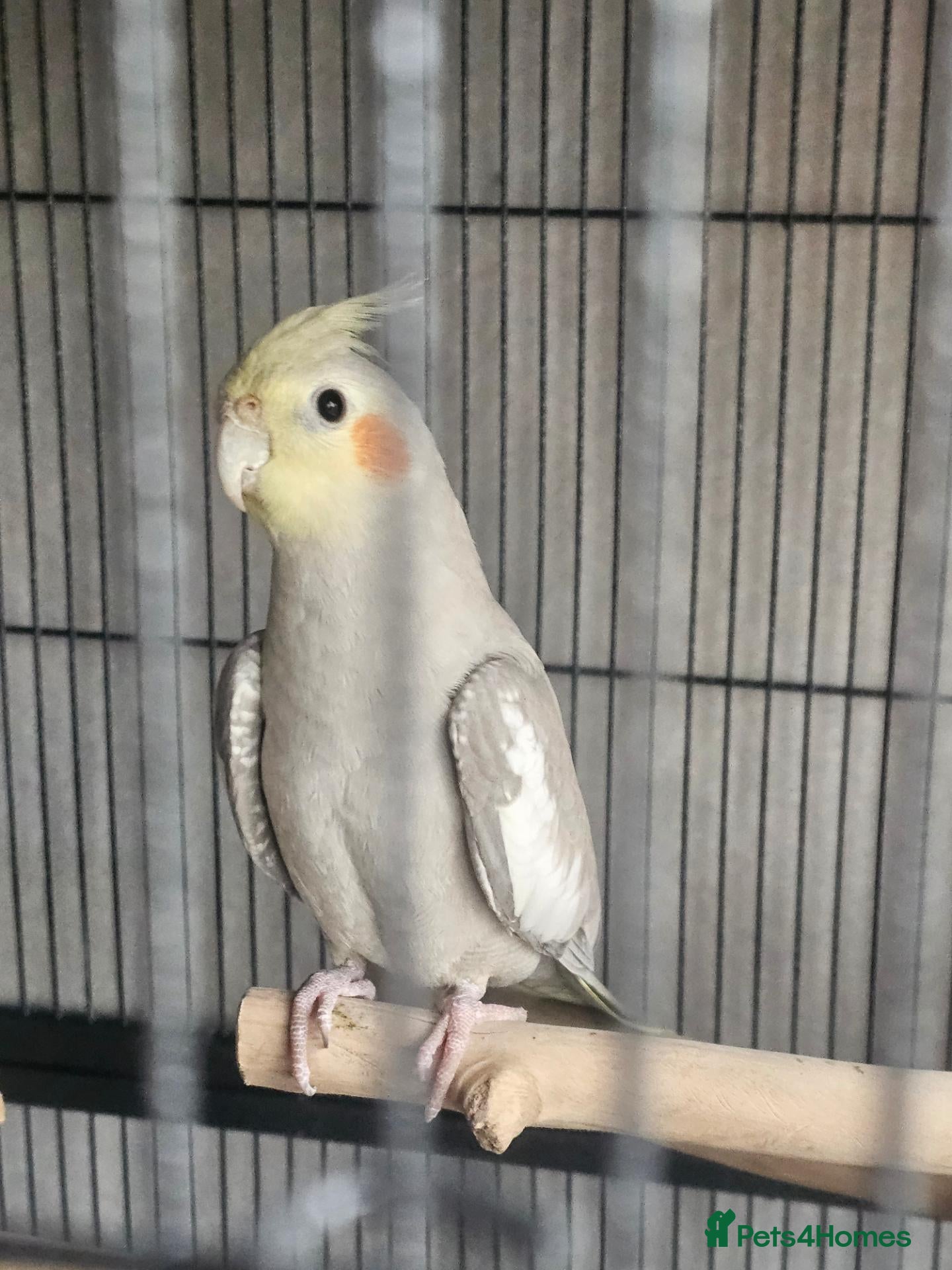 Cockatiels birds Male cockatiel and cage etc - Advert 1