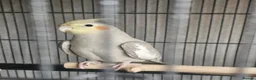 Cockatiels birds for sale: Male cockatiel and cage etc - Advert 1