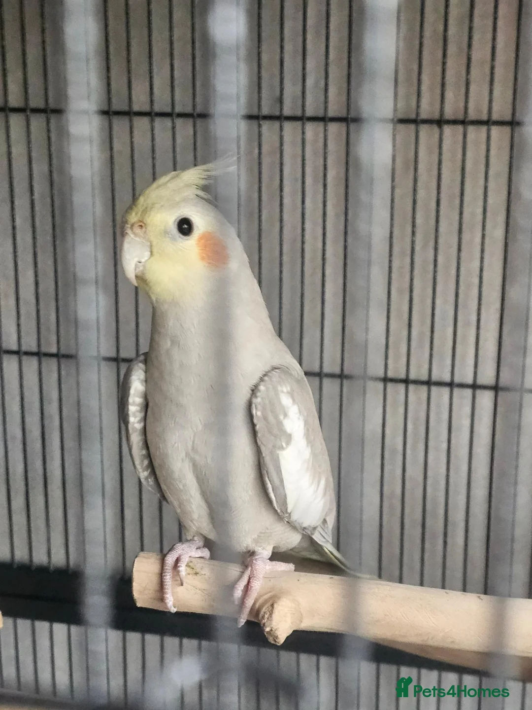 Cockatiels birds for sale: Male cockatiel and cage etc - Advert 1