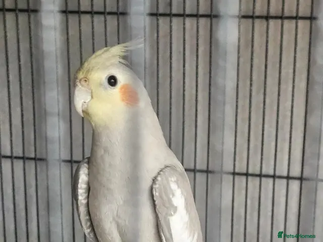 Cockatiels birds for sale: Male cockatiel and cage etc - Advert 1