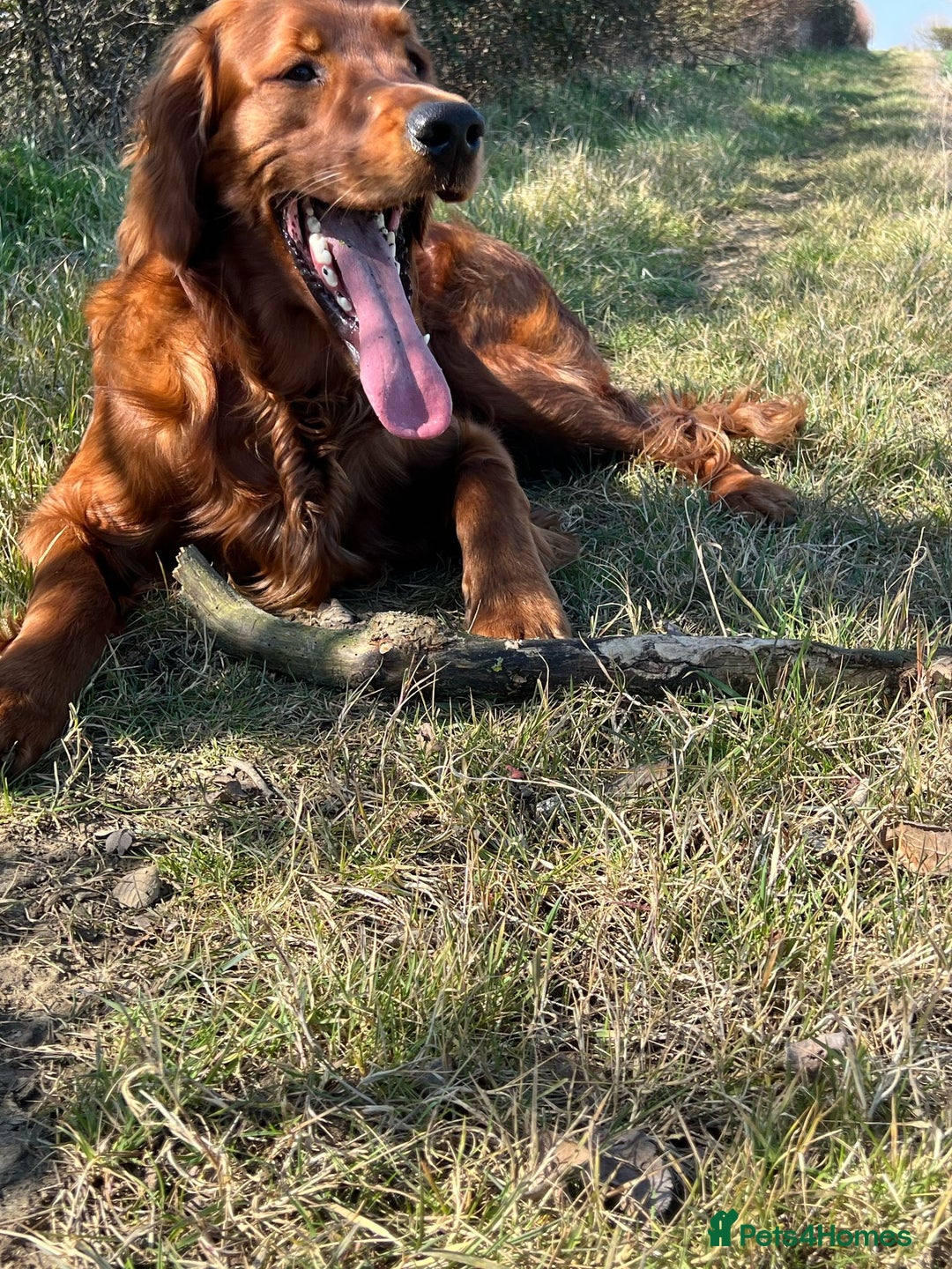 Irish Setter dogs for sale: Rare Golden Irish litter - Image 28