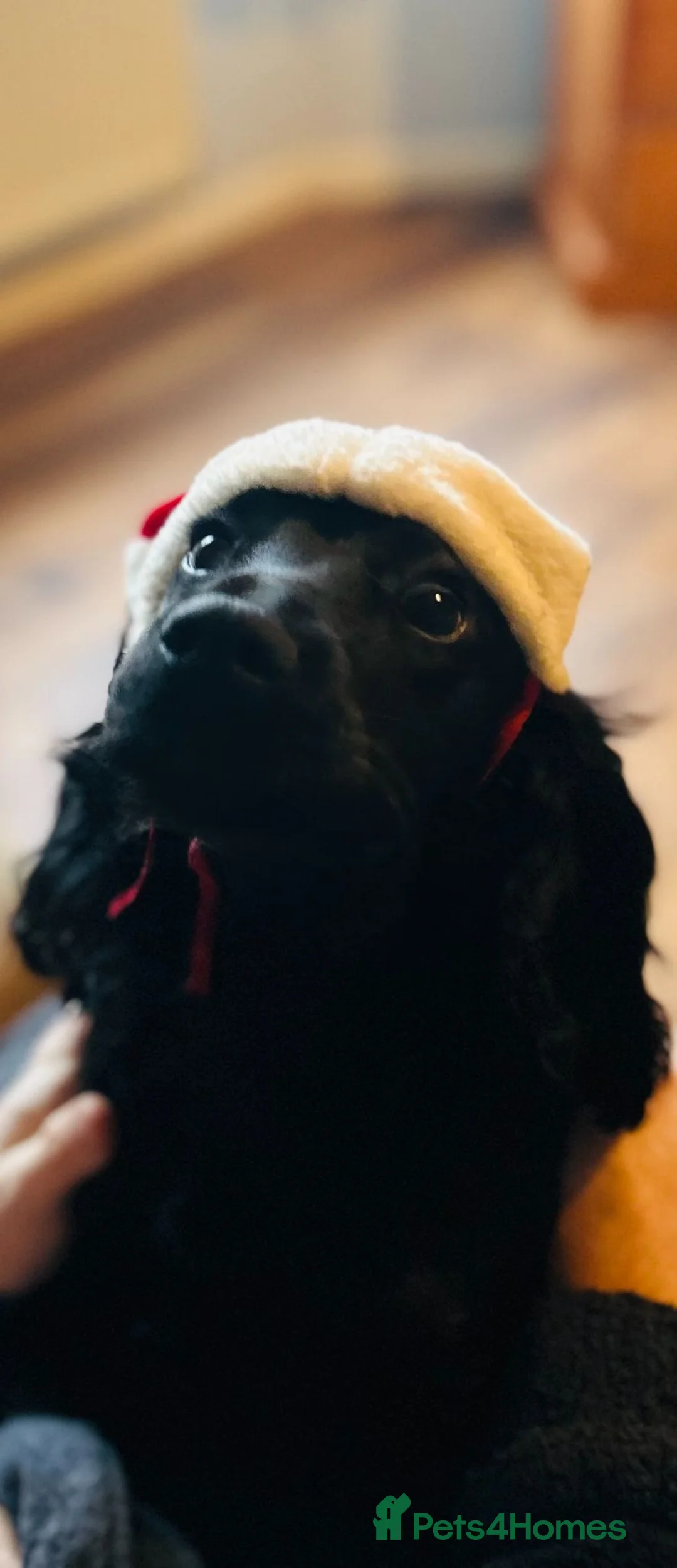 Cocker Spaniel dogs for sale: 1 little boy left, tiny white goatee so cute  - Advert 1