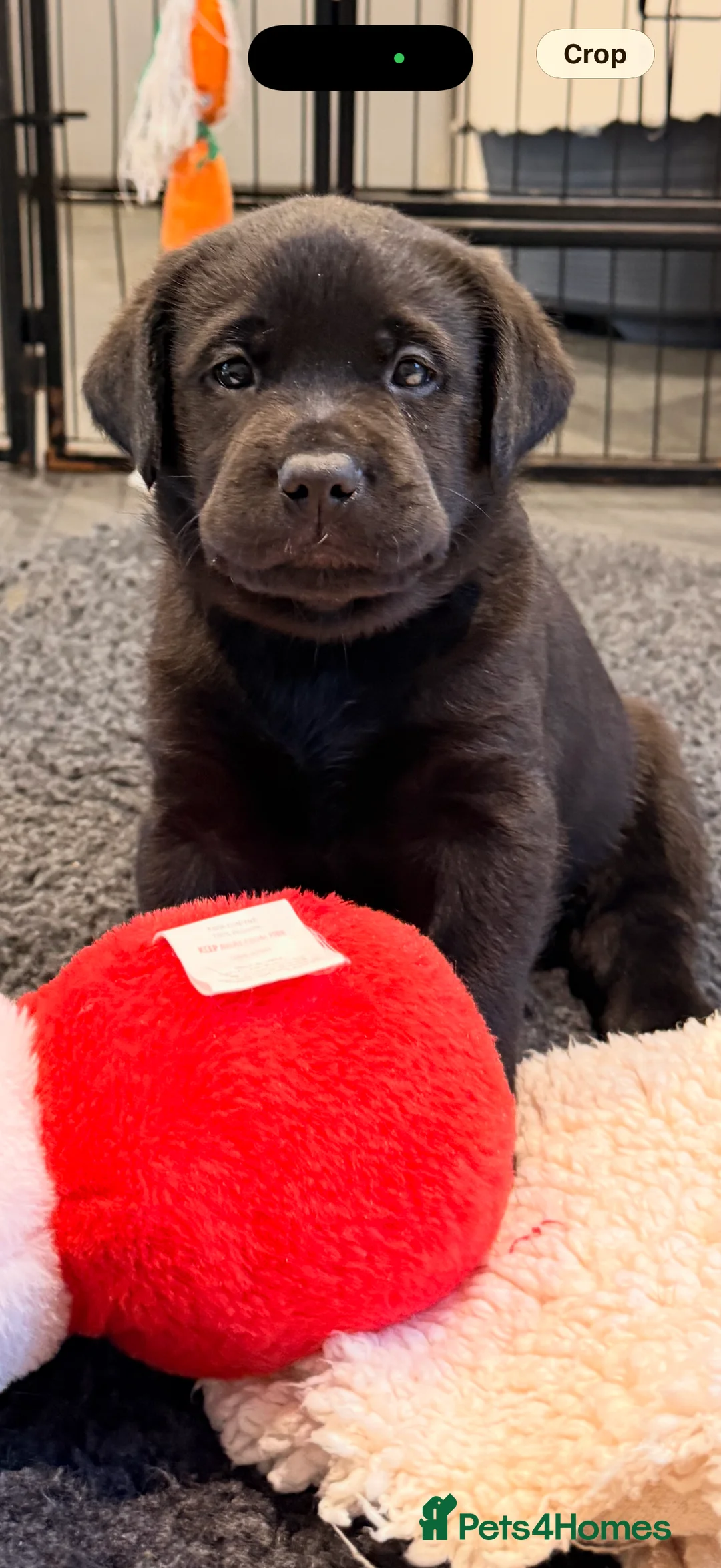 Labrador Retriever dogs for sale: Beautiful litter of Labrador puppies for sale - Advert 1