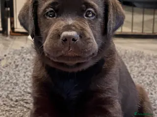 Labrador Retriever dogs Beautiful litter of Labrador puppies for sale - Advert 18