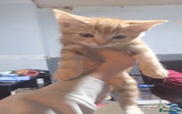 Mixed Breed cats for sale: Ginger kitten - Image 1