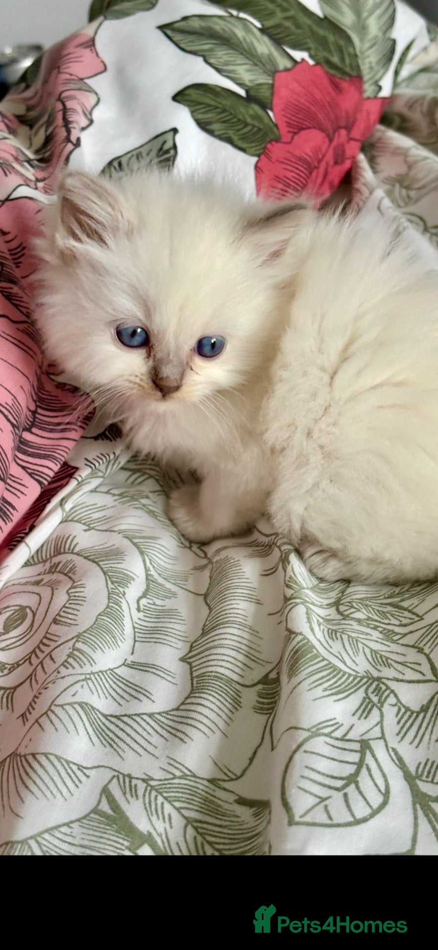 Ragdoll cats 🌺 Exceptional GCCF Babies 🌺 - Advert 19