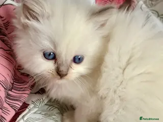 Ragdoll cats 🌺 Exceptional GCCF Babies 🌺 - Advert 19