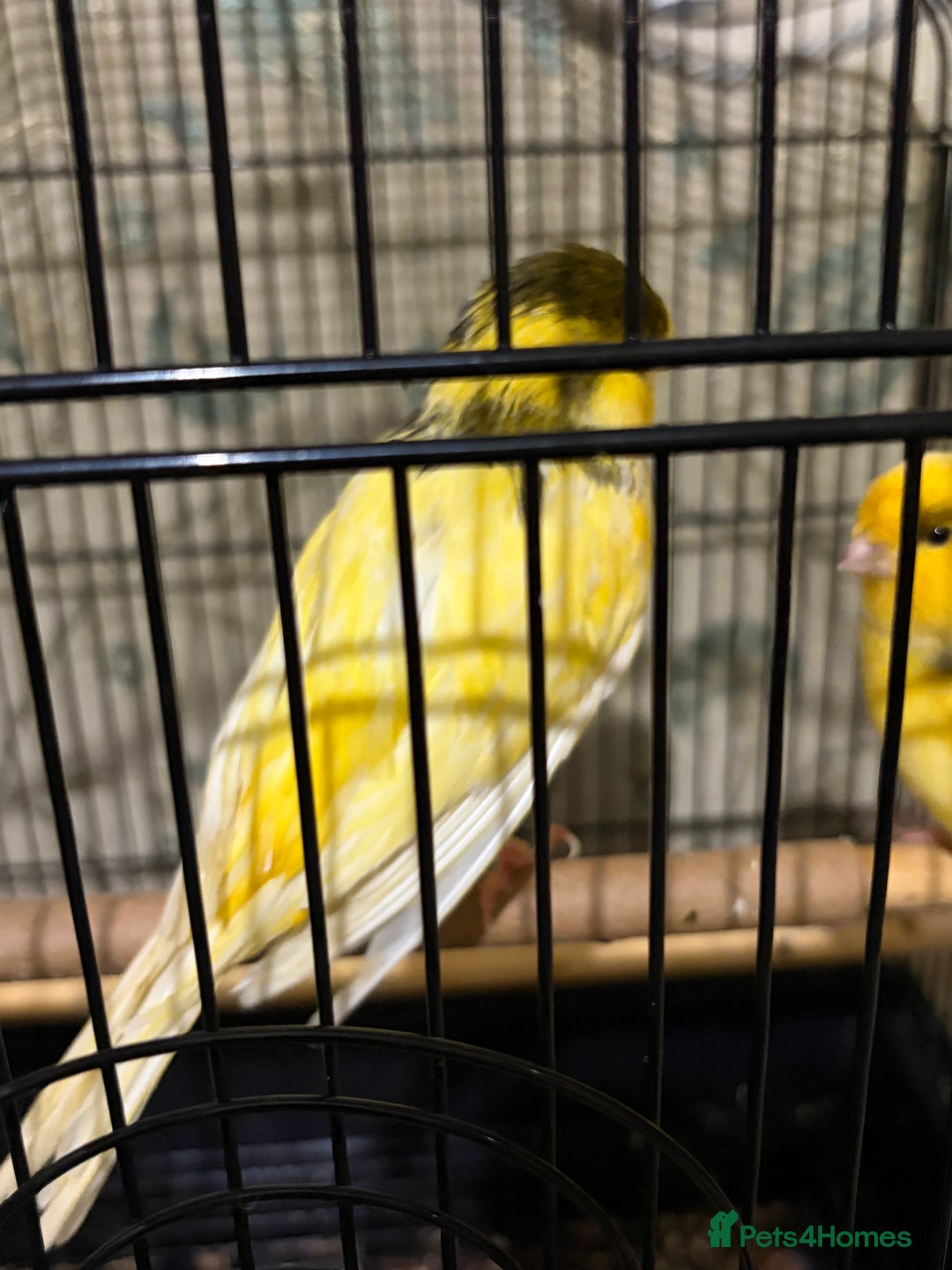 Canaries birds for sale: Border buff pair canaries  - Advert 5