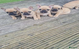 French Bulldog dogs for sale: French Bulldog puppies - Image 20