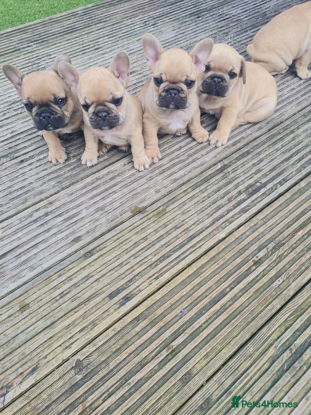 French Bulldog dogs for sale: French Bulldog puppies - Image 20