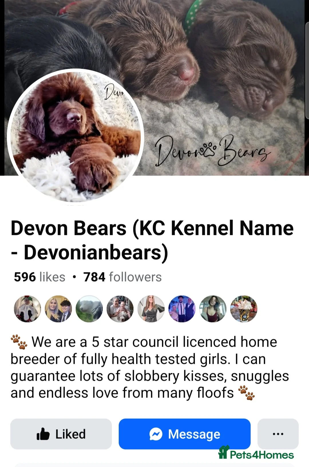 Cocker Spaniel dogs for sale: FULLY Health tested English Cocker Spaniel puppies - Advert 9