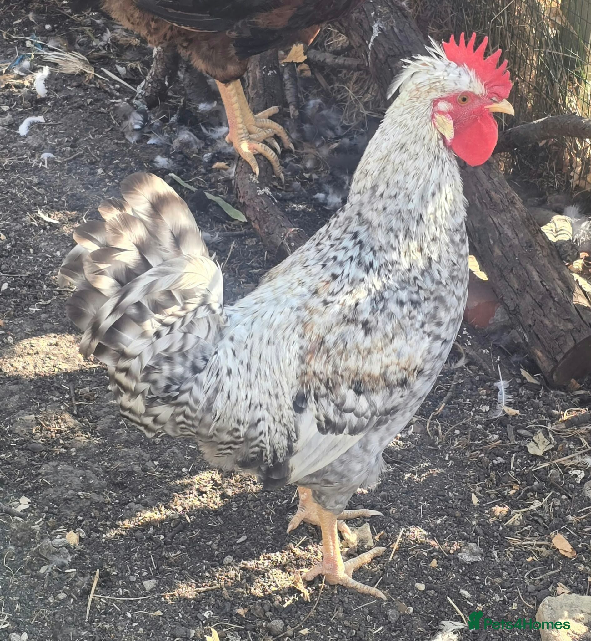 Chickens poultry 3 Cockerels – Maran, Legbar & Wyandotte – Free - Advert 2