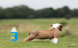 American Bully dogs for sale: RemmyXHienz litter 6 beautiful puppies  - Image 8