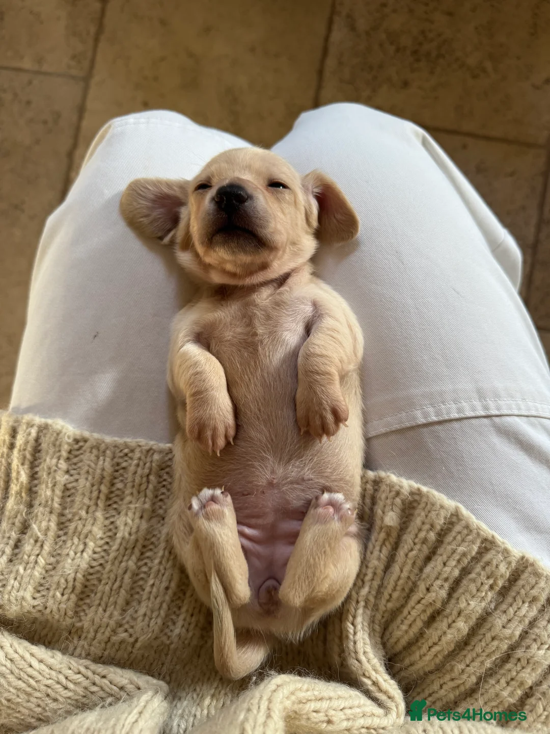 Miniature Dachshund dogs for sale: Cream miniature dachshunds-Petal’s Perfect Puppies - Advert 37