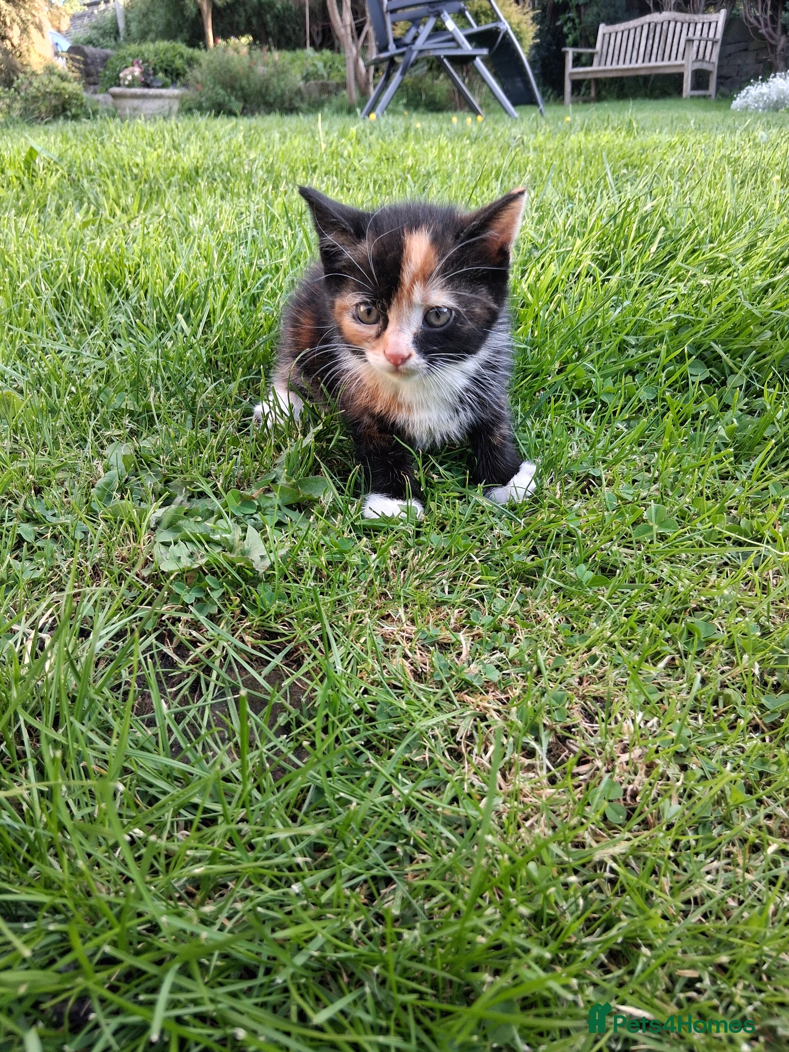 Mixed Breed cats for sale: Lovely kittens various prices  - Advert 1